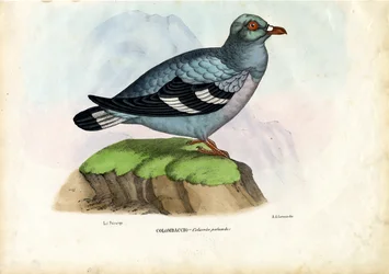 Wood Pigeon